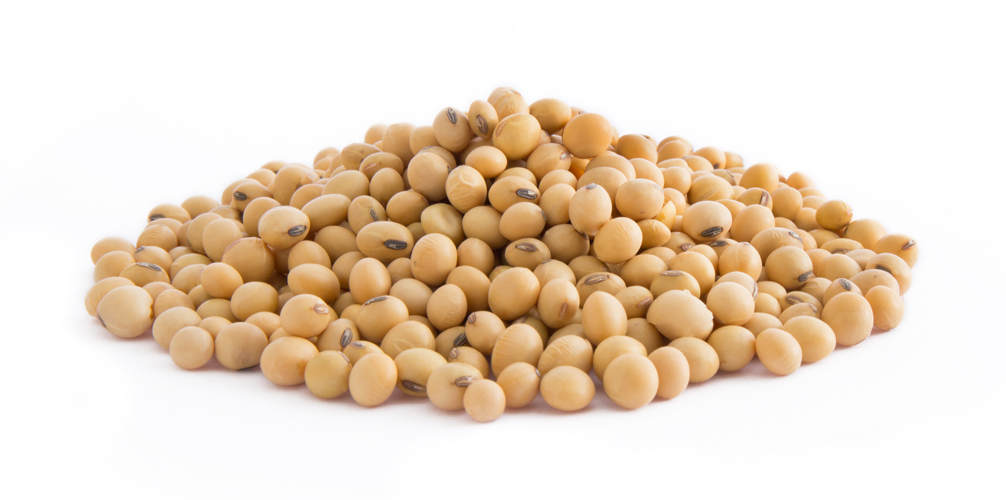 Frijol de soya